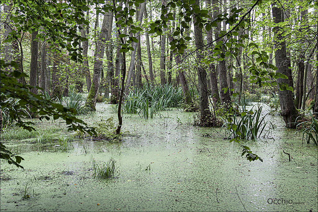 Regenwald - Usedom